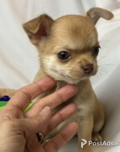 Beautiful Chihuahua Girls and Boys