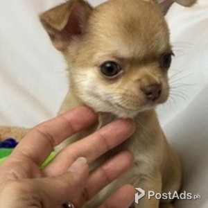 Beautiful Chihuahua Girls and Boys | PostAds PH