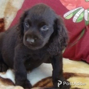 Boykin Spaniel puppies | PostAds PH