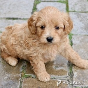 Stunning Goldendoodle Puppies | PostAds PH