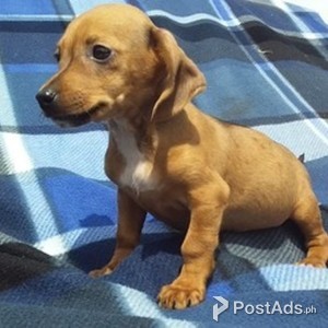 Dachshund Puppies | PostAds PH
