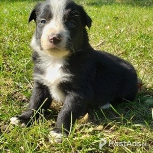 Beautiful Border Collie | PostAds PH