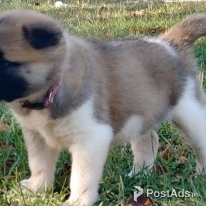 .Toilet trained Akita puppies | PostAds PH