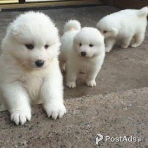 .Stunning Samoyed puppies | PostAds PH