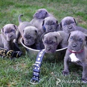 .Exclusive Neapolitan Mastiffs | PostAds PH