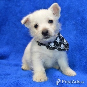 .West Highland Terrier Puppies | PostAds PH