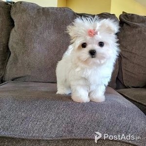 .Outstanding Teacup Maltese Puppies | PostAds PH