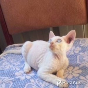 Playful Male and female Devon Rex Kittens | PostAds PH