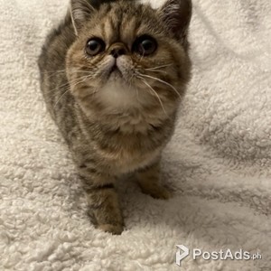 Lovely male and female Egyptian mau kittens | PostAds PH