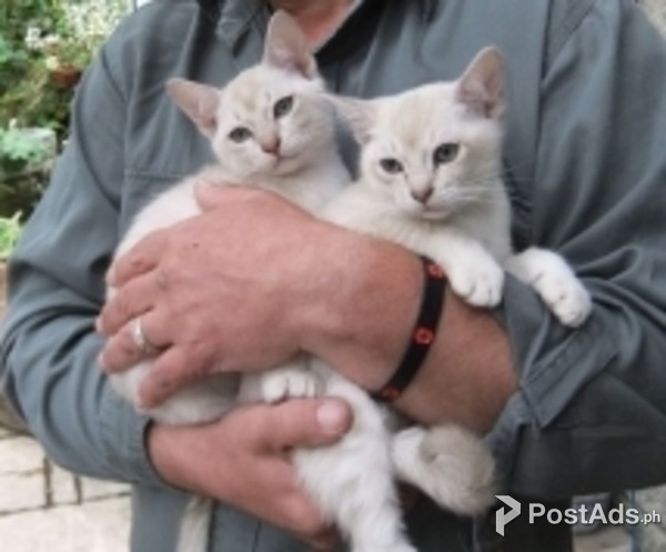 Burmilla beautiful Male and female kittens 