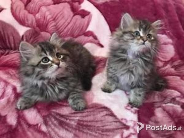  Siberian forest Kitten