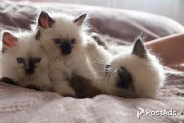 Amazing Ragdoll Kittens