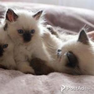 Amazing Ragdoll Kittens | PostAds PH