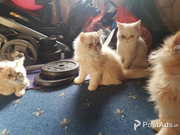 Persian Chinchilla Persian Kittens