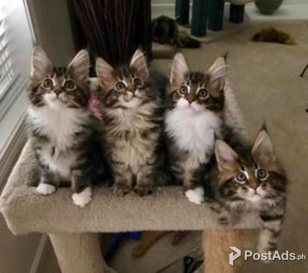 Beautiful Maine Coon Kittens