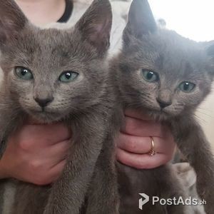 Certified Russian Blue Kittens | PostAds PH