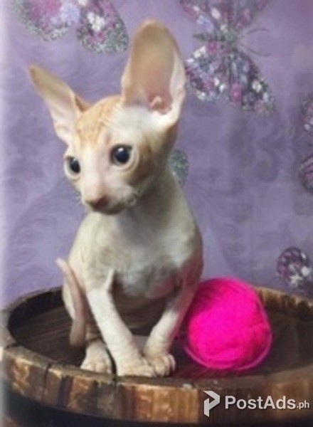 Cornish Rex Kittens
