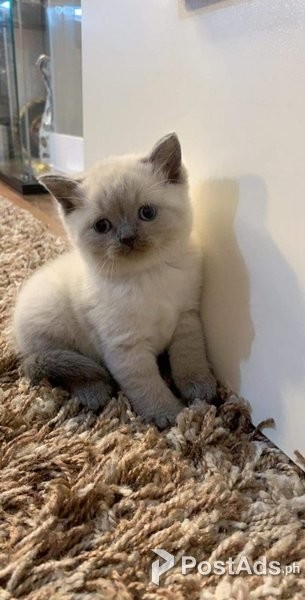British Shorthair Kittens,
