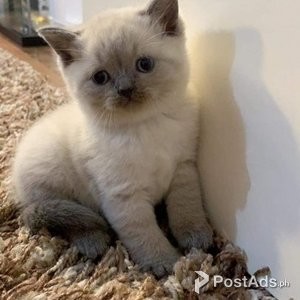 British Shorthair Kittens, | PostAds PH