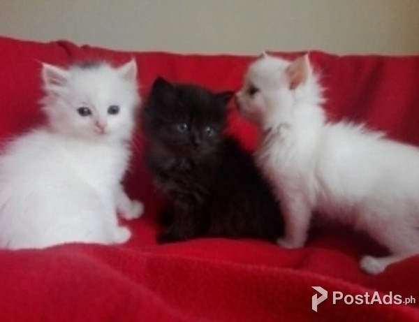 Siberian forest Kittens