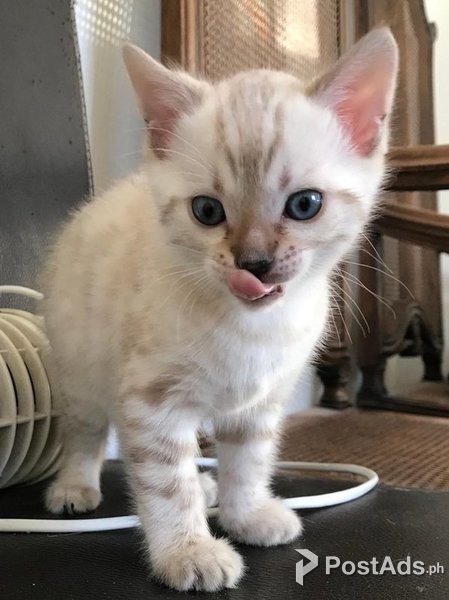 Bengal kittenss