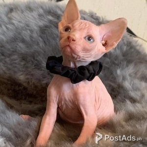 Sphynx Kittens Available. | PostAds PH