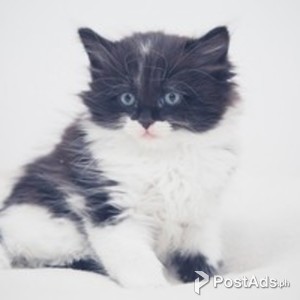 Turkish Angora Kittens. | PostAds PH
