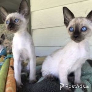 Lovely Siamese Kittens. | PostAds PH