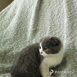 Registered Scottish Fold Kittens, | PostAds PH