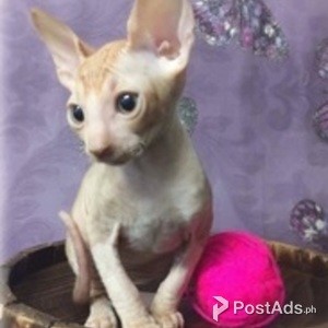 Cornish Rex Kittenss | PostAds PH