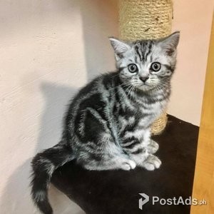 Beautiful American Shorthair Kittens | PostAds PH