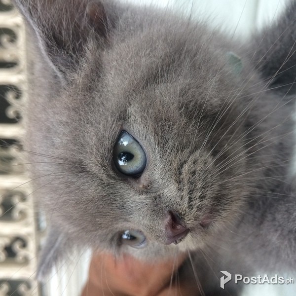 British Shorthair mixed Persian kitten