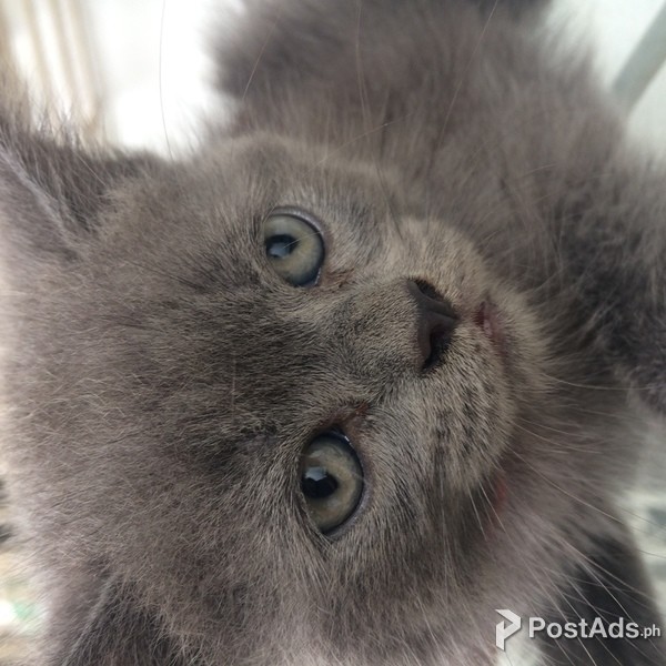 British Shorthair mixed Persian kitten (red)