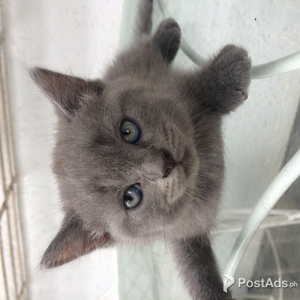 British Shorthair mixed Persian kitten (yellow)