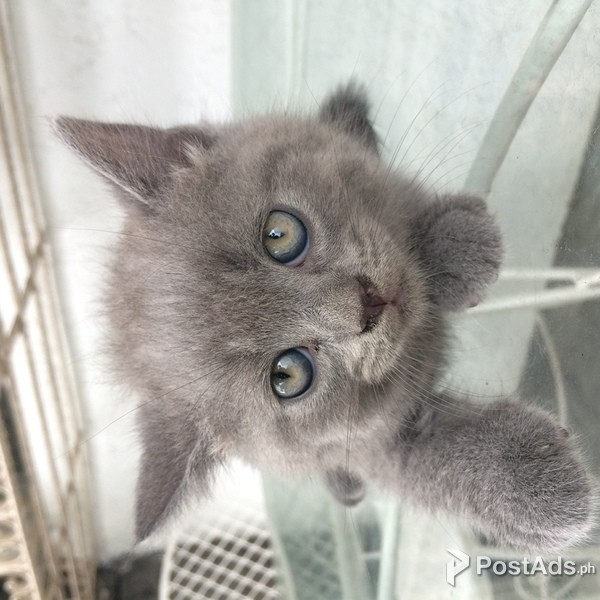 British Shorthair mixed Persian kitten (orange)