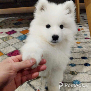 SAMOYED PUPPIES | PostAds PH