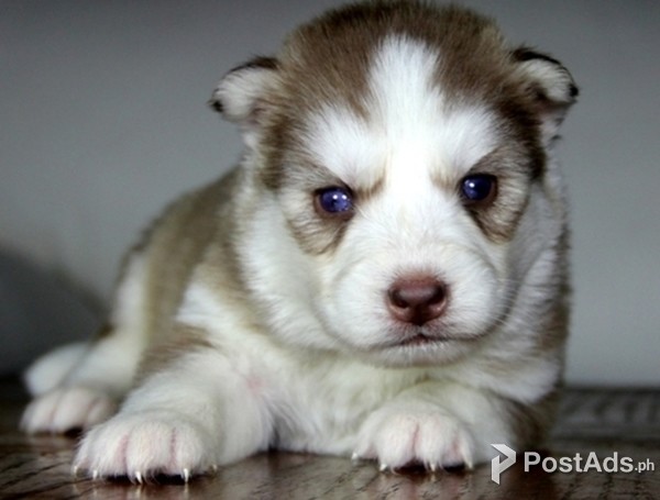 HUSKY PUPPIES 