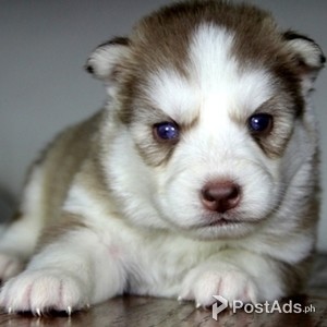 HUSKY PUPPIES | PostAds PH