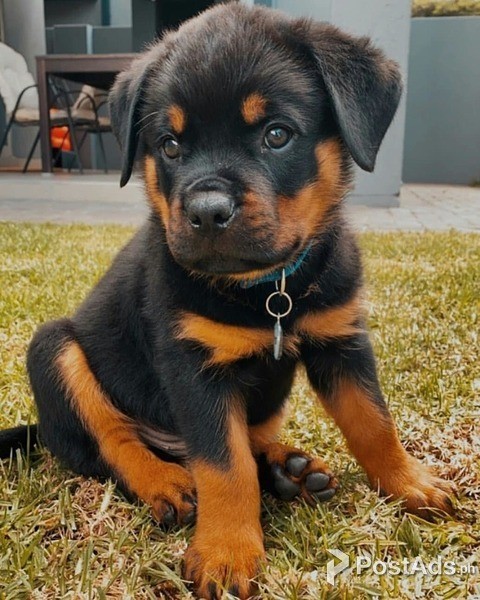  ROTTWEILER PUPPIES 