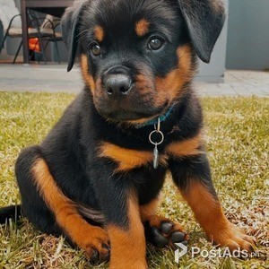 ROTTWEILER PUPPIES | PostAds PH