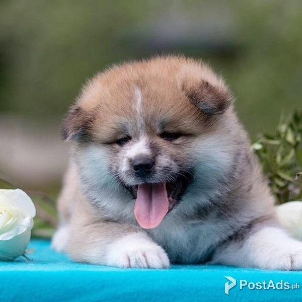 akita puppie
