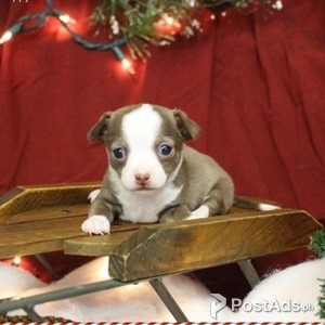 chihuahua puppies | PostAds PH