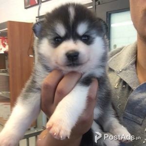POMSKY PUPPIES | PostAds PH