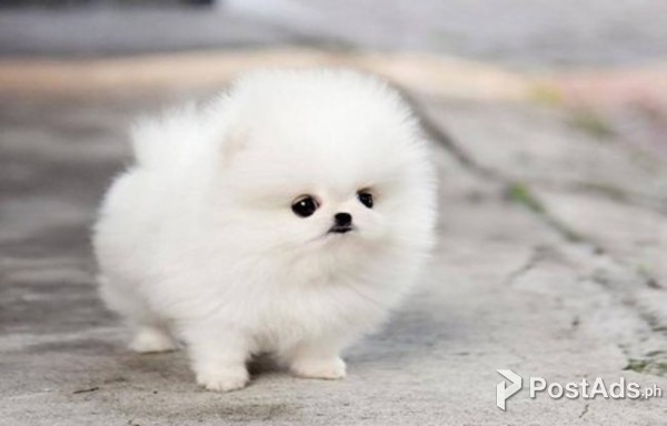 Beautiful Pomeranian Puppies
