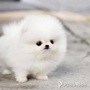 Beautiful Pomeranian Puppies | PostAds PH
