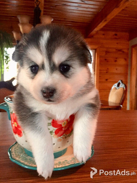 Siberian Husky