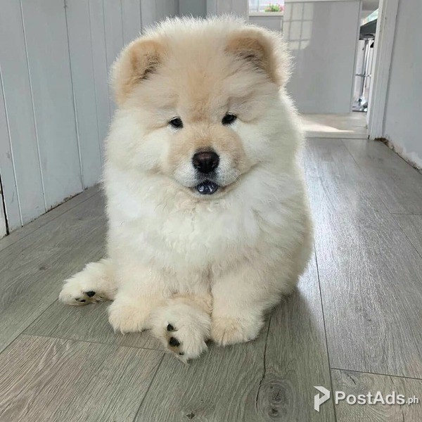  CHOW CHOW PUPPIES 