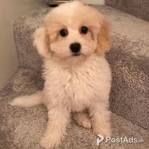 Cavachon Puppies | PostAds PH