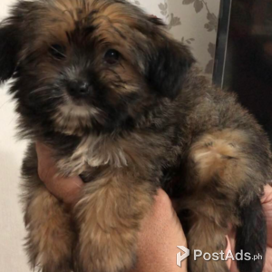 Chihuahua-Maltese | PostAds PH