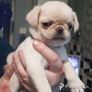 PUG PUPPIES | PostAds PH